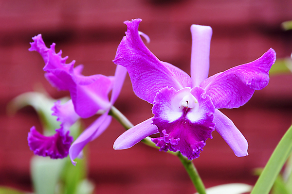 포토 JPG 해외이미지 꽃잎 꽃 줄기 잎 씨앗 사람없음 빨간색 초록색 정원 보라색 난초 꽃집 식물원 2015년 라일락 꽃수술 스리랑카 해외202009 해외포토 식물 아시아 컬러 상점 연도 파일형식