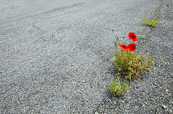 포토 JPG 해외이미지 도로 사람없음 야외 빨간색 컬러풀 햇빛 스페인 양귀비 발렌시아 해외202009 해외포토 꽃 유럽 길 컬러 교통시설 태양 파일형식