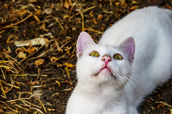포토 JPG 해외이미지 동물 디자인 응시 행복 백그라운드 장난 포유류 주택 털 실내 사랑 사람없음 그래픽 반려동물 갈색 검은색 고양이 우정 회색 흰색 잠 플랫 닫기 만화 모피 그림 얼룩무늬 솜털 거짓말 고립 기르기 유래 해외202009 우호적 해외포토 시선 감정 컬러 컨셉 무늬 모션 내부 건물 친구 돌봄 파일형식