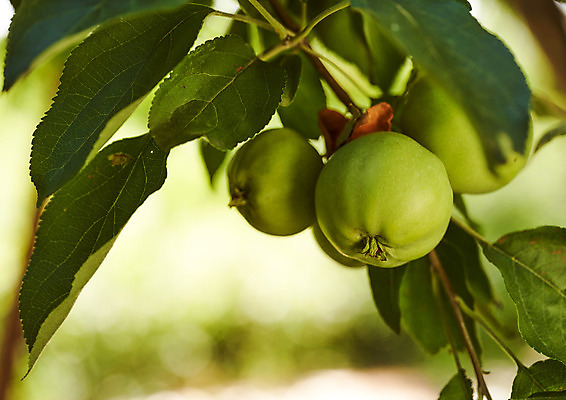포토 JPG 해외이미지 다이어트 자연 건강 사람없음 가로 초록색 쇼핑 컬러풀 한개 신선 시장 맛 사과 자르기 수집 먹기 흰배경 날것 건강식 고립 숙성 채식주의자 카피스페이스 해외202009 해외포토 1 음식 컬러 백그라운드 컨셉 과일 모션 공백 흰색 생태계 채식 파일형식