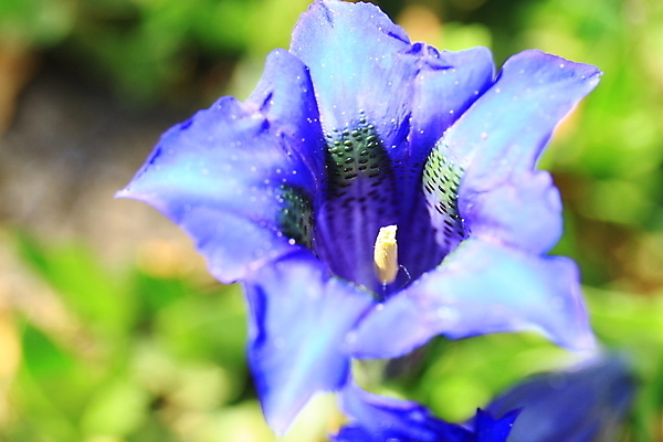 포토 JPG 해외이미지 식물 꽃 백그라운드 자연 산 사람없음 초록색 파란색 정원 봄 벚꽃 신선 개화 내추럴 고립 바이에른 해외202009 해외포토 계절 컬러 독일 생태계 파일형식