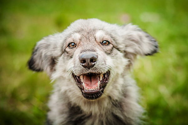 포토 JPG 해외이미지 동물 공원 행복 감정 백그라운드 장난 자연 웃음 잔디 사람없음 빨간색 반려동물 태양 놀람 산책 기쁨 회색 게임 최고 닫기 개 강아지 치아 호기심 코 해외202009 우호적 해외포토 자연요소 식물 공공시설 컬러 컨셉 포유류 모션 놀이 휴식 표정 신체부위 소화기관 생태계 파일형식