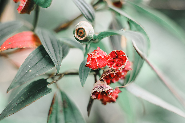 포토 JPG 해외이미지 식물 계절 꽃 여행 백그라운드 잎 태국 자연 아침 추상 휴가 산 풍경 사람없음 야외 초록색 여름 햇빛 태양 노란색 정원 검은색 봄 성장 벚꽃 흰색 신선 숲 내추럴 해외202009 해외포토 주간 자연요소 아시아 컬러 무늬 생태계 파일형식