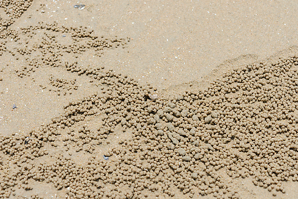 포토 JPG 해외이미지 동물 야생동물 모래 바다 공 자연 조류 주택 해변 사람없음 야외 갈색 쌓기 거품 젖음 게 흰색 구멍 작음 묘사 질감 장면 내추럴 해외202009 해외포토 컬러 모션 갑각류 건물 크기 생태계 파일형식