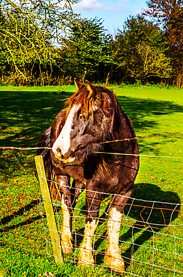포토 JPG 해외이미지 나무 식물 동물 라이프스타일 응시 백그라운드 이동 밭 농업 포유류 자연 풍경 초원 사람없음 야외 초록색 반려동물 농장 걷기 마을 힘 목장 수확 가을 시골 승마 밤 숲 방목 먹기 갈기 망아지 굴레 동물상 해외202009 해외포토 시선 계절 산업 새끼 스포츠 컬러 컨셉 모션 생활 조형물 견과류 말_동물 축산업 생태계 파일형식