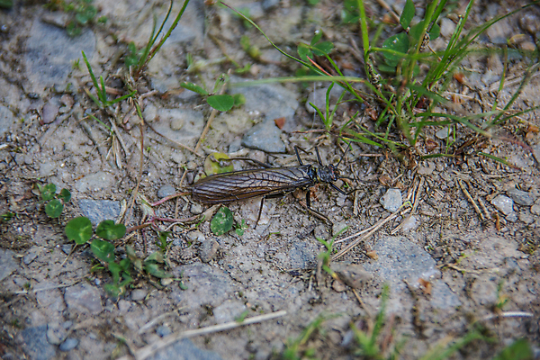 포토 JPG 해외이미지 곤충 사람없음 초록색 갈색 해외202009 해외포토 동물 컬러 파일형식