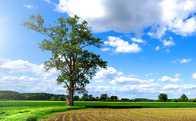 포토 JPG 해외이미지 나무 식물 구름 1 계절 백그라운드 잎 밭 농업 자연 하늘 풍경 초원 사람없음 야외 초록색 여름 파란색 햇빛 태양 평화 환경 힘 봄 나뭇가지 농촌 시골 큼 땅 언덕 내추럴 수평선 해외202009 해외포토 자연요소 산업 컬러 컨셉 크기 생태계 파일형식