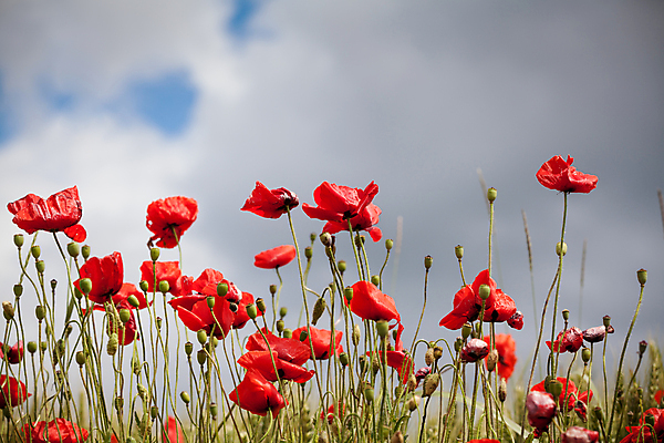 포토 JPG 해외이미지 식물 꽃잎 꽃 백그라운드 밭 자연 하늘 미술 풍경 초원 사람없음 빨간색 초록색 여름 컬러풀 농장 정원 침묵 봄 벚꽃 시골 개화 양귀비 내추럴 해외202009 해외포토 계절 컬러 농업 문화예술 소리 생태계 파일형식
