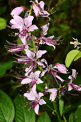 포토 JPG 해외이미지 식물 꽃잎 꽃 줄기 자연 씨앗 초원 사람없음 민들레 재 그리너리 해외202009 해외포토 생태계 파일형식 트랜드컬러