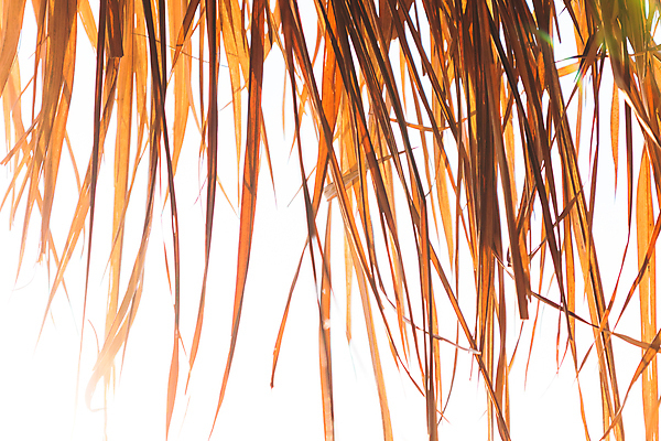 포토 JPG 해외이미지 여행 백그라운드 잎 패턴 건축양식 자연 지붕 휴가 열대 주택 건조 따뜻함 손바닥 사람없음 목재 여름 농장 갈색 노란색 수확 나뭇가지 시골 오두막 대나무 시골집 질감 밀짚 부족 내추럴 이국적 해외202009 해외포토 나무 식물 손 계절 건축 컬러 컨셉 무늬 농업 재료 건물 짚 생태계 파일형식