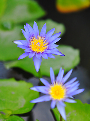 포토 JPG 해외이미지 식물 꽃잎 꽃 아시아 백그라운드 잎 꽃무늬 자연 휴식 연꽃 풍경 사람없음 야외 장식 초록색 물 여름 빛 정원 보라색 봄 벚꽃 연못 신선 개화 백합 묘사 싱글 내추럴 블러 해외202009 해외포토 자연요소 계절 나라 컬러 컨셉 무늬 생태계 파일형식