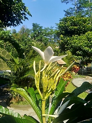 포토 JPG 해외이미지 나무 식물 계절 꽃잎 꽃 아시아 섬 잎 꽃무늬 태국 자연 휴식 종류 사람없음 장식 초록색 탑 정원 스파 놀람 봄 기쁨 벚꽃 흰색 신선 개화 닫기 맛 보케 베트남 아로마 내추럴 엘리먼트 이국적 해외202009 해외포토 건축물 감정 나라 컬러 컨셉 무늬 모션 표정 동남아시아 생태계 파일형식