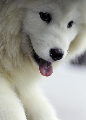 포토 JPG 해외이미지 사람없음 반려동물 흰색 개 강아지 혀 솜털 해외202009 해외포토 동물 컬러 포유류 입 파일형식
