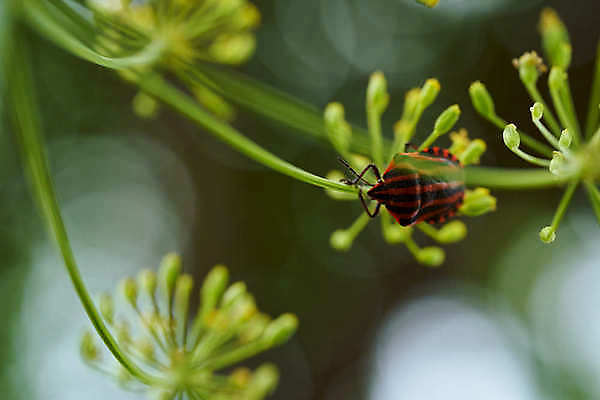 포토 JPG 해외이미지 동물 1 야생동물 곤충 날개 오렌지 가족 자연 불 종류 사람없음 목재 빨간색 컬러풀 검은색 화목 줄무늬 성장 흰색 닫기 벌레 작음 소방관 딱정벌레 나무껍질 방패 병정 고립 생태학 해외202009 해외포토 자연요소 나무 교육 컬러 컨셉 무늬 과일 재료 관계 모션 껍질 크기 구조원 소방 생태계 파일형식