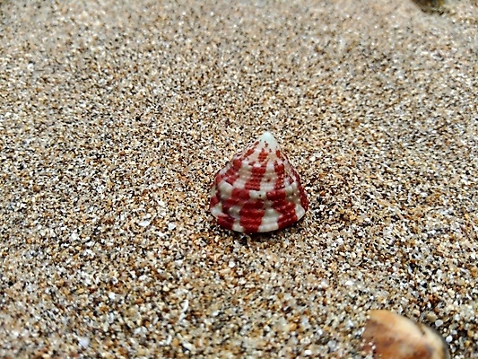 포토 JPG 해외이미지 동물 라이프스타일 음식 모래 바다 패턴 자연 벽지 낚시 휴가 조개 연체동물 어류 사람없음 야외 초록색 물 파란색 강 검은색 껍질 흰색 신선 오픈 고독 싱글 질감 기념품 낚시꾼 가리비 내추럴 이국적 혼자 해외202009 해외포토 자연요소 감정 컬러 무늬 레저 어패류 무척추동물 생활 수중동물 오브젝트 생태계 파일형식