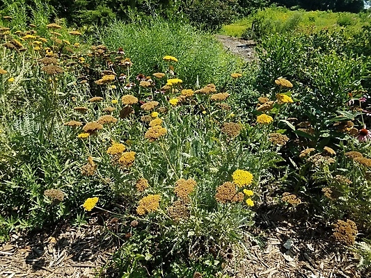 포토 JPG 해외이미지 식물 꽃 잎 자연 사람없음 야외 초록색 갈색 노란색 벚꽃 개화 해외202009 해외포토 컬러 생태계 파일형식