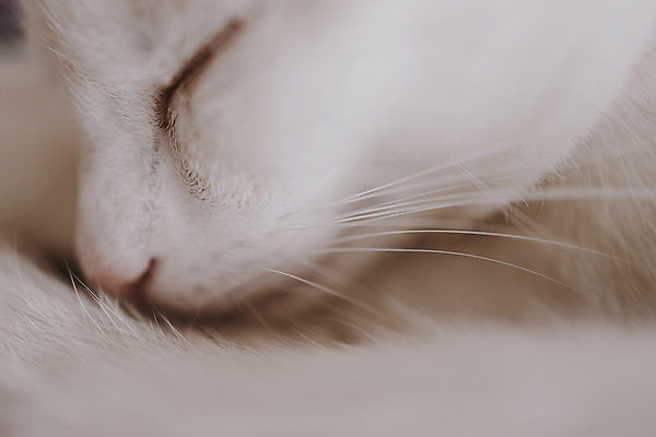 포토 JPG 해외이미지 동물 여자 백그라운드 포유류 휴식 주택 털 사람없음 반려동물 고양이 흰색 잠 모피 코 낮잠 솜털 해외202009 해외포토 컬러 컨셉 사람 건물 신체부위 파일형식