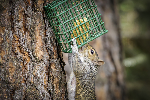 포토 JPG 해외이미지 나무 동물 계절 공원 야생동물 음식 포유류 자연 씨앗 사람없음 야외 초록색 갈색 환경 봄 나뭇가지 유머 닫기 설치류 숲 먹이 먹기 기아 배고픔 다람쥐 서식지 내추럴 돌봄 동물상 뒤뜰 해외202009 해외포토 식물 공공시설 감정 컬러 모션 조형물 사회이슈 생태계 파일형식