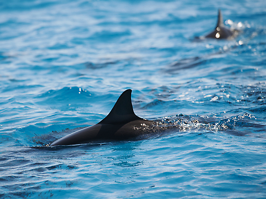 포토 JPG 해외이미지 동물 야생동물 바다 포유류 자연 사람없음 물 수영 돌고래 지느러미 석호 해외202009 해외포토 자연요소 수중동물 수상스포츠 생태계 파일형식