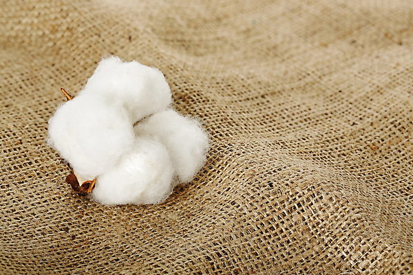 포토 JPG 해외이미지 사람없음 면 오브젝트 부드러움 자루 목화꽃 목화솜 해외202009 해외포토 꽃 감각 솜 파일형식