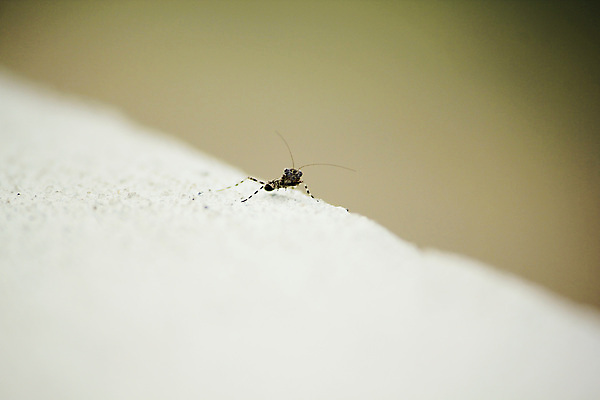 포토 JPG 해외이미지 동물 1 분홍색 곤충 백그라운드 날개 자연 건강 실험 사람없음 초록색 빛 약 검은색 놀람 회색 흰색 죽음 닫기 벌레 몸무게 작음 그늘 묘사 싱글 생물학 내추럴 고립 리프팅 해외202009 해외포토 교육 감정 컬러 의학 모션 표정 크기 생태계 파일형식