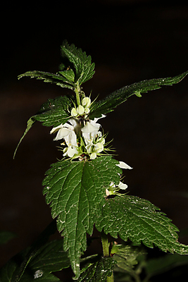 포토 JPG 해외이미지 나무 식물 배너 꽃잎 꽃 실루엣 선 잎 꽃무늬 오렌지 벽지 잉크 프레임 미술 사람없음 장식 초록색 세트 컬러풀 정원 검은색 놀람 봄 들꽃 벚꽃 흰색 시골 붓 원형 모서리 스케치 수집 질감 윤곽 고립 아마추어 국경 해외202009 해외포토 도형 계절 감정 컬러 무늬 과일 문화예술 촬영기법 표정 파일형식