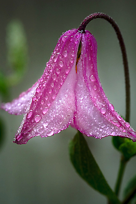 포토 JPG 해외이미지 식물 꽃잎 꽃 분홍색 꽃무늬 자연 사람없음 장식 물 정원 젖음 벚꽃 물방울 개화 닫기 이슬 해외202009 해외포토 자연요소 컬러 무늬 모션 생태계 파일형식