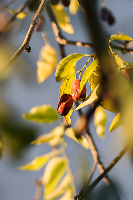 포토 JPG 해외이미지 음식 채소 과일 콩 사람없음 망고 국산 해외202009 해외포토 곡류 열대과일 파일형식