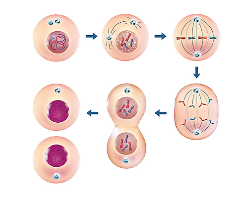 포토 JPG 해외이미지 과학 일러스트 세포 현미경 사람없음 3D 성장 조직 DNA 생물학 순환 염색체 섬유 분열 리빙 모터 단백질 유전 해외202009 해외포토 교육 모션 실험기구 직물 생명공학 디지털합성 영양소 파일형식