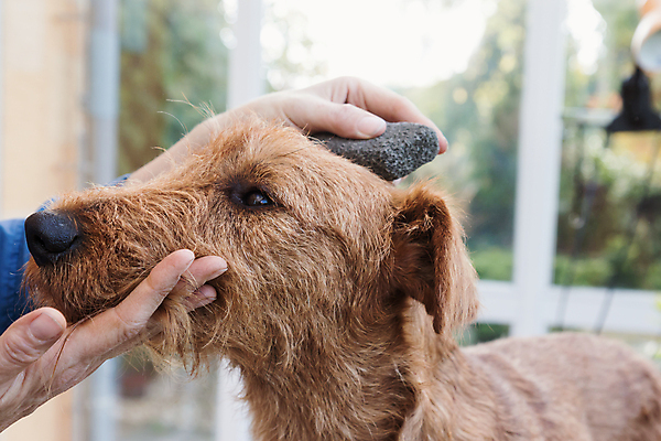 포토 JPG 해외이미지 동물 직업 손 응시 백그라운드 신체 포유류 털 실내 사람없음 반려동물 갈색 머리 장비 도구 머리빗 개 모피 이발 테리어 귀 아일랜드 몸단장 송곳니 기르기 다듬기 돌봄 유래 해외202009 해외포토 시선 유럽 컬러 모션 내부 신체부위 미용용품 치아 파일형식