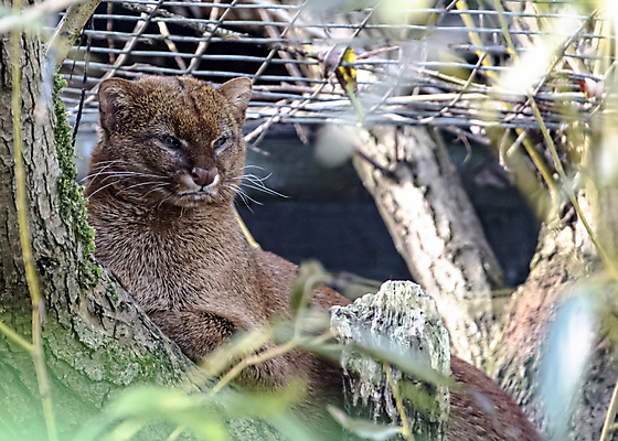 포토 JPG 해외이미지 나무 동물 1 얼굴 야생동물 오렌지 포유류 자연 털 사람없음 빨간색 갈색 고양이 미국 숲 작음 육식동물 내추럴 해외202009 해외포토 식물 컬러 북아메리카 과일 신체부위 반려동물 크기 생태계 파일형식