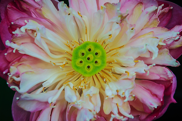 포토 JPG 해외이미지 식물 공원 꽃잎 꽃 길 분홍색 백그라운드 잎 꽃무늬 패턴 자연 아침 사람없음 장식 초록색 컬러풀 햇빛 노란색 정원 봄 벚꽃 흰색 신선 개화 우아함 정상 소프트포커스 큼 수분 낟알 제비꽃 순수 묘사 질감 꽃가루 부드러움 해외202009 해외포토 주간 계절 공공시설 컬러 컨셉 무늬 촬영기법 태양 감각 크기 가루 생태계 파일형식