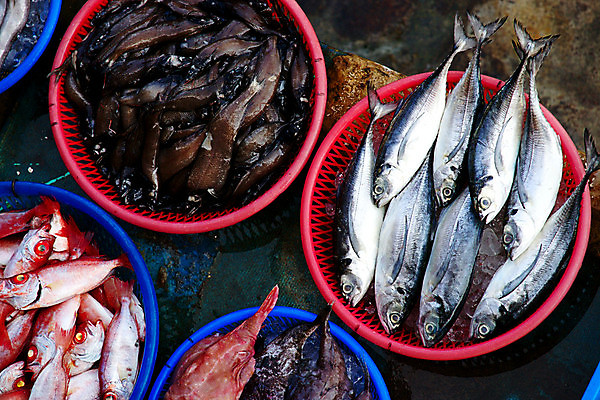 포토 JPG 해외이미지 동물 전통 아시아 음식 바다 백그라운드 재료 낚시 건강 종류 어류 요리 동양인 사람없음 야외 물 세일 항구 냉동 얼음 식사 젖음 추위 신선 시장 먹기 해산물 무역 날것 낚시꾼 지역 포트 소매 단백질 매각 민물 맛있는 해외202009 해외포토 자연요소 나라 산업 교통시설 모션 레저 인종 수중동물 영양소 파일형식