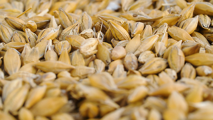 포토 JPG 해외이미지 계절 음식 빵 농업 자연 건조 건강 옥수수 요리 씨앗 사람없음 농작물 농장 노란색 식사 수확 시골 황금 닫기 낟알 시리얼 삼베 에코 유기농 생태계 알맹이 날것 흙더미 내추럴 밭일 생태학 숙성 채식주의자 호밀 세련 해외202009 해외포토 식물 웰빙 교육 산업 컬러 모션 곡류 환경 흙 채식 파일형식 천_직물 더미