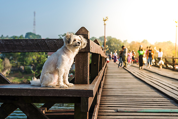포토 JPG 해외이미지 한마리 여행 사람없음 야외 반려동물 개 해외202009 해외포토 동물 1 포유류 파일형식