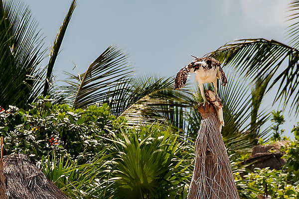 포토 JPG 해외이미지 나무 동물 호수 야생동물 음식 날개 아프리카 자연 조류 하늘 어류 풍경 사람없음 야외 물 갈색 물방울 시골 잡기 원주민 먹이 깃털 부리 독수리 육식동물 내추럴 탄자니아 해외202009 해외포토 자연요소 식물 나라 컬러 모션 수중동물 아프리카인 생태계 파일형식