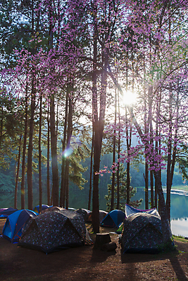 포토 JPG 해외이미지 나무 라이프스타일 공원 호수 여행 겨울 밭 가족 자연 하늘 휴가 휴식 산 파노라마 텐트 풍경 취미 사람없음 야외 초록색 여름 강 소풍 일출 트래킹 하이킹 탐험 안개 잠 뜨거움 그룹 숲 주말 뿌연 자극 해외202009 해외포토 식물 계절 공공시설 컬러 컨셉 농업 관계 레저 날씨 촬영기법 캠핑도구 생활 야외활동 노을 생태계 파일형식