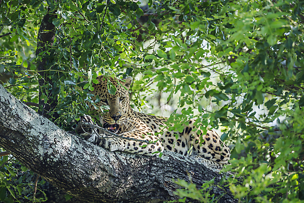 포토 JPG 해외이미지 나무 동물 야생동물 포유류 아프리카 자연 국립공원 풍경 사람없음 가로 눕기 고양이 황무지 보호 사파리 육식동물 서식지 표범 남아프리카 보츠와나 보호구역 해외202009 해외포토 멸종위기종 식물 공원 나라 컨셉 모션 반려동물 생태계 구역 파일형식