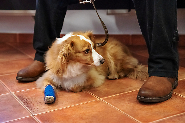 포토 JPG 해외이미지 동물 직업 손 남자 주택 건강 병원 사랑 사람 앉기 성인 사람없음 반려동물 사무실 약 방 고통 시험 간호사 의사 대접 잡기 기다림 개 외과 주인 수의사 송곳니 돌봄 서류판 인내 국경 해외202009 해외포토 교육 감정 비즈니스 포유류 의학 모션 건물 신체부위 사무용품 의료진 치아 파일형식