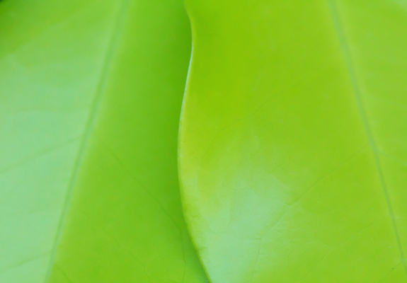 포토 JPG 해외이미지 모양 식물 계절 백그라운드 컨셉 잎 패턴 자연 추상 나선형 사람없음 초록색 빛 환경 정원 봄 성장 신선 닫기 묘사 에코 유기농 질감 내추럴 블러 생태학 해외202009 해외포토 웰빙 교육 컬러 무늬 모션 생태계 파일형식