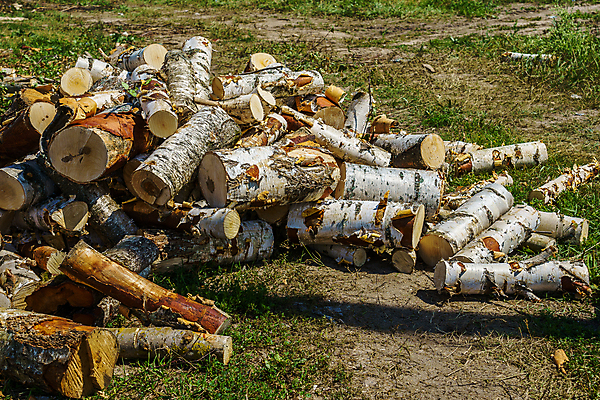 포토 JPG 해외이미지 나무 식물 계절 백그라운드 잎 자연 건조 풍경 사람없음 야외 목재 초록색 컬러풀 태양 환경 침묵 시골 황금 주식 숲 장작 나무껍질 연료 자작나무 다리찢기 내추럴 밭일 생태학 옛날 해외202009 해외포토 자연요소 교육 컬러 재료 모션 금융 소리 껍질 생태계 파일형식