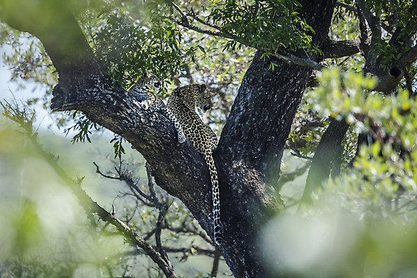 포토 JPG 해외이미지 나무 동물 여자 야생동물 새끼 2 포유류 아프리카 자연 엄마 국립공원 사람없음 가로 고양이 황무지 보호 사파리 육식동물 표범 남아프리카 보츠와나 보호구역 해외202009 해외포토 멸종위기종 식물 공원 나라 컨셉 가족 사람 반려동물 생태계 구역 파일형식