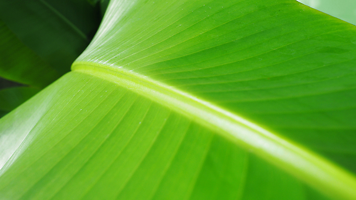포토 JPG 해외이미지 나무 식물 전통 디자인 음식 백그라운드 잎 패턴 태국 자연 벽지 추상 바나나 건강 손바닥 사람없음 야외 초록색 여름 빛 컬러풀 환경 봄 성장 흰색 신선 묘사 싱글 유기농 질감 내추럴 고립 생태학 엘리먼트 해외202009 해외포토 손 웰빙 계절 교육 아시아 컬러 무늬 과일 생태계 파일형식