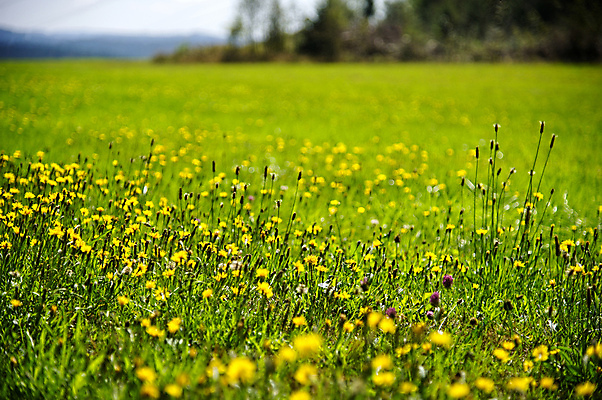 포토 JPG 해외이미지 식물 계절 꽃 유럽 여행 백그라운드 꽃무늬 밭 자연 독일 풍경 초원 사람없음 야외 초록색 여름 노란색 벚꽃 시골 보케 해외202009 해외포토 나라 컬러 무늬 농업 생태계 파일형식