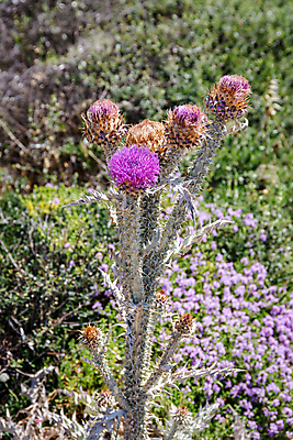 포토 JPG 해외이미지 식물 꽃 꽃무늬 자연 국화 사람없음 야외 컬러풀 햇빛 보라색 들꽃 벚꽃 개화 가시 닫기 지중해 허브 제비꽃 그리스 내추럴 해외202009 해외포토 유럽 바다 컬러 무늬 모션 태양 생태계 파일형식