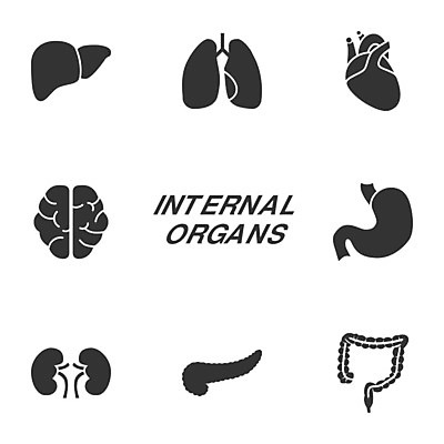 EPS 해외이미지 디자인 실루엣 과학 백그라운드 신체 일러스트 해부 건강 사람 내부 세트 약 흰색 하트 오르간 신장 질병 수집 심볼 사인 뇌 생물학 간 시스템 방광 췌장 고립 엘리먼트 해외202009 해외일러스트 모양 교육 컬러 의학 촬영기법 장기_의학 건반악기 비뇨기관 파일형식 벡터