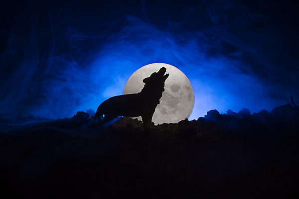 포토 JPG 해외이미지 모양 동물 실루엣 야생동물 백그라운드 컨셉 포유류 자연 하늘 털 사람없음 파란색 빛 머리 검은색 어둠 황혼 새벽 할로윈 자유 달 황무지 개 야간 큼 신비 가득함 심볼 사냥 귀 팩 칠면조 송곳니 나쁜 카피스페이스 존경 해외202009 무례 해외포토 자연요소 컬러 조류 촬영기법 신체부위 일몰 화장품 공백 치아 크기 생태계 파일형식