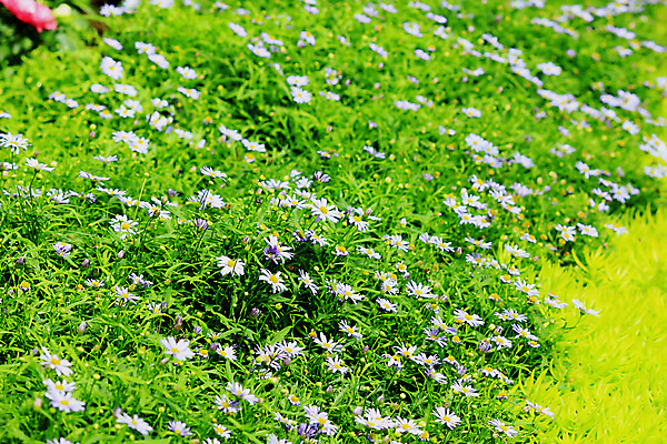 포토 JPG 해외이미지 식물 계절 공원 꽃잎 꽃 분홍색 꽃다발 백그라운드 잎 꽃무늬 자연 벽지 휴가 국화 사랑 사람없음 야외 장식 초록색 여름 컬러풀 머리 정원 맑음 보라색 봄 벚꽃 가을 흰색 신선 개화 그룹 소프트포커스 다발 원예 질감 데이지 해외202009 해외포토 공공시설 감정 컬러 무늬 날씨 촬영기법 취미 신체부위 생태계 파일형식