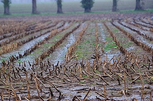 포토 JPG 해외이미지 나무 겨울 자연 사람없음 안개 해외202009 해외포토 식물 계절 날씨 생태계 파일형식