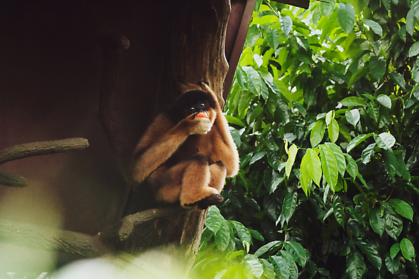 포토 JPG 해외이미지 나무 동물 응시 얼굴 야생동물 백그라운드 오렌지 과일 포유류 자연 생물 털 매달리기 동물원 관리 앉기 사람없음 목재 초록색 갈색 검은색 나뭇가지 표현 잡기 닫기 숲 먹기 싱가폴 해외202009 해외포토 식물 시선 아시아 컬러 재료 모션 신체부위 생태계 파일형식